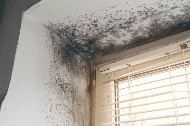 Affordable Mold Cleanup solutions in Royersford, PA
