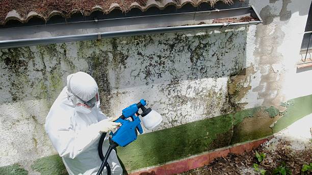 Top rated local Mold Cleanup specialists in Royersford, PA